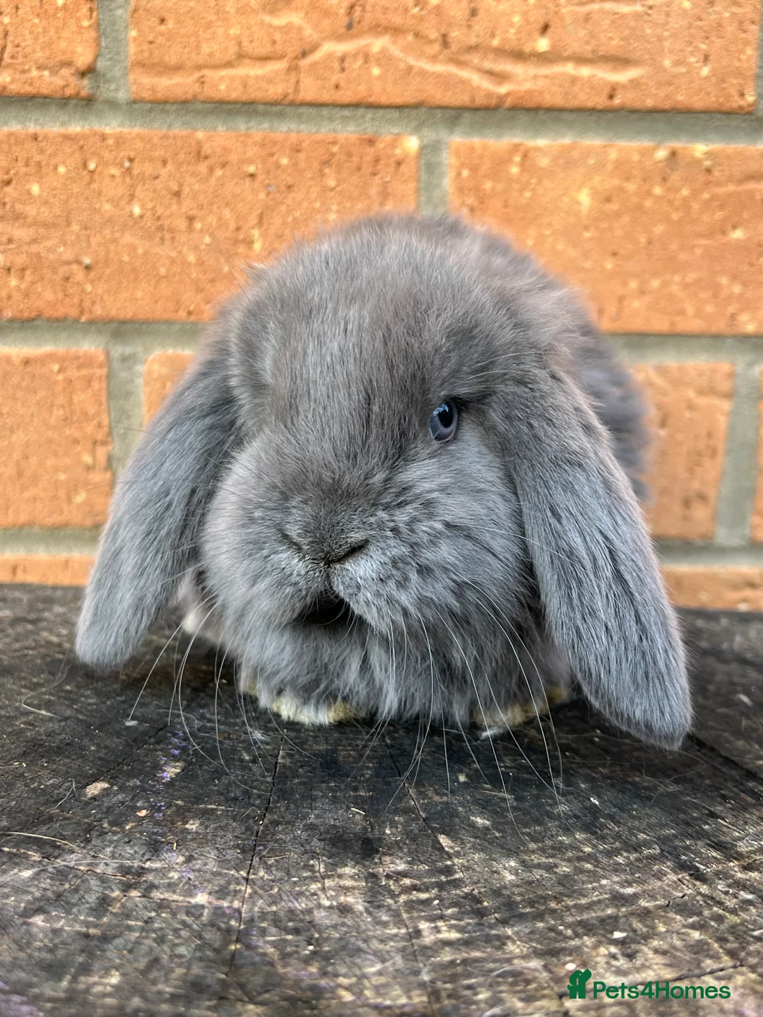 French Lop rabbits for sale: French Lops from Lincolnshire Lops - Advert 18