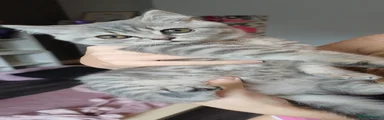 British Shorthair 2