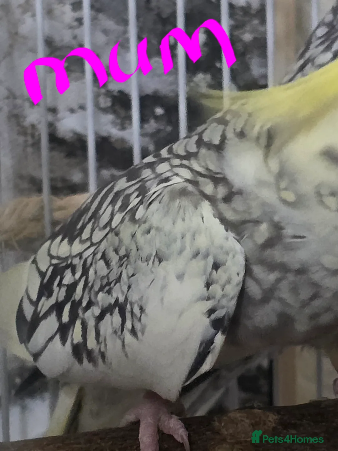 Cockatiels birds for sale: Baby cockatiels mixed  - Advert 23