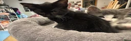 British Shorthair cats for sale: Adorable bland and grey kittens in Glasgow - Advert 7