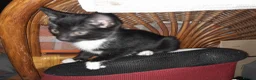 British Shorthair cats for sale: 2 Lovely black and white fluffy kittens - Advert 3