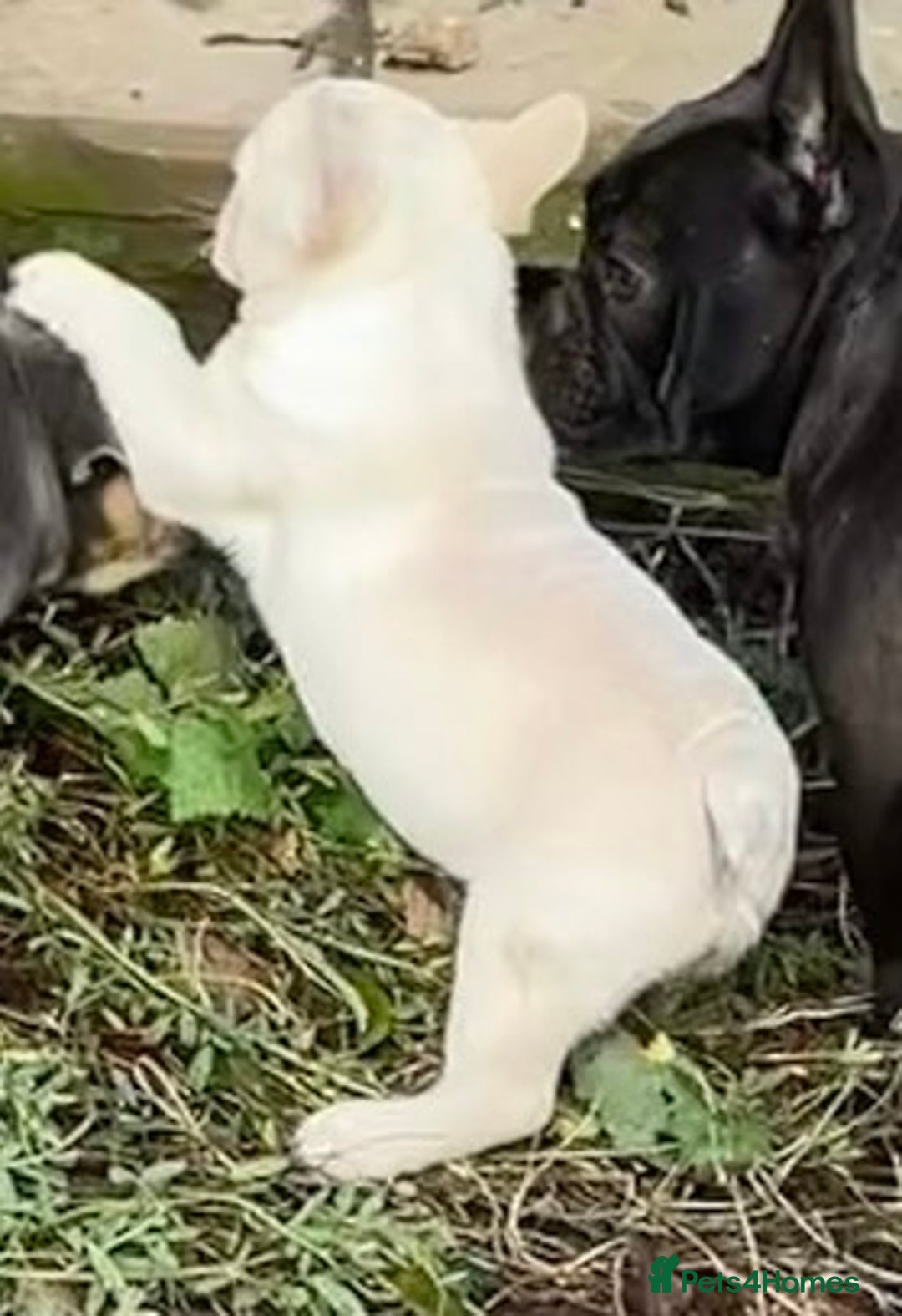 French Bulldog dogs for sale: KC REGISTERED QUALITY FRENCH BULLDOG PUPPIES  - Advert 35