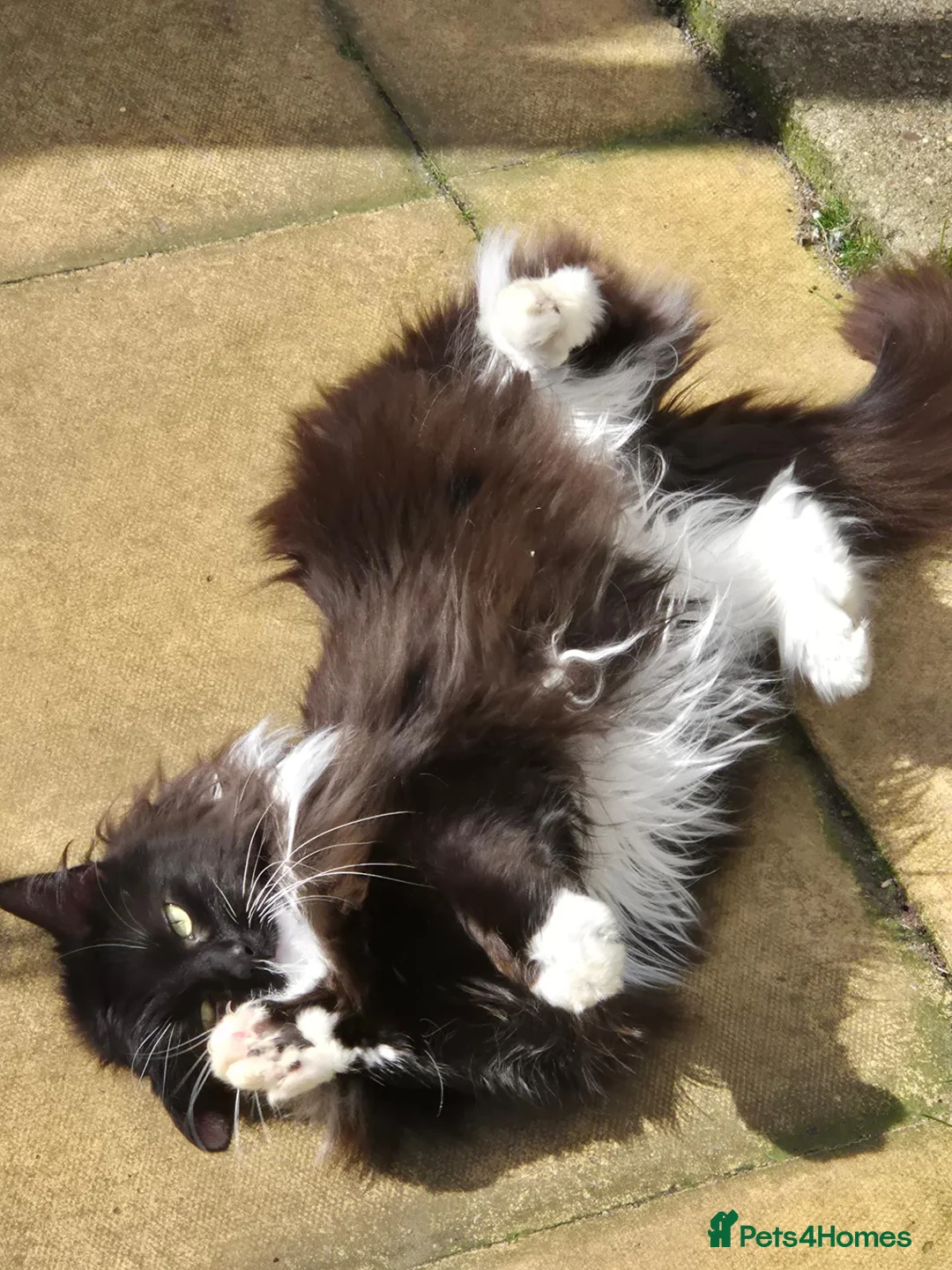 Mixed Breed cats for sale: Mother and Daughter  - Advert 4