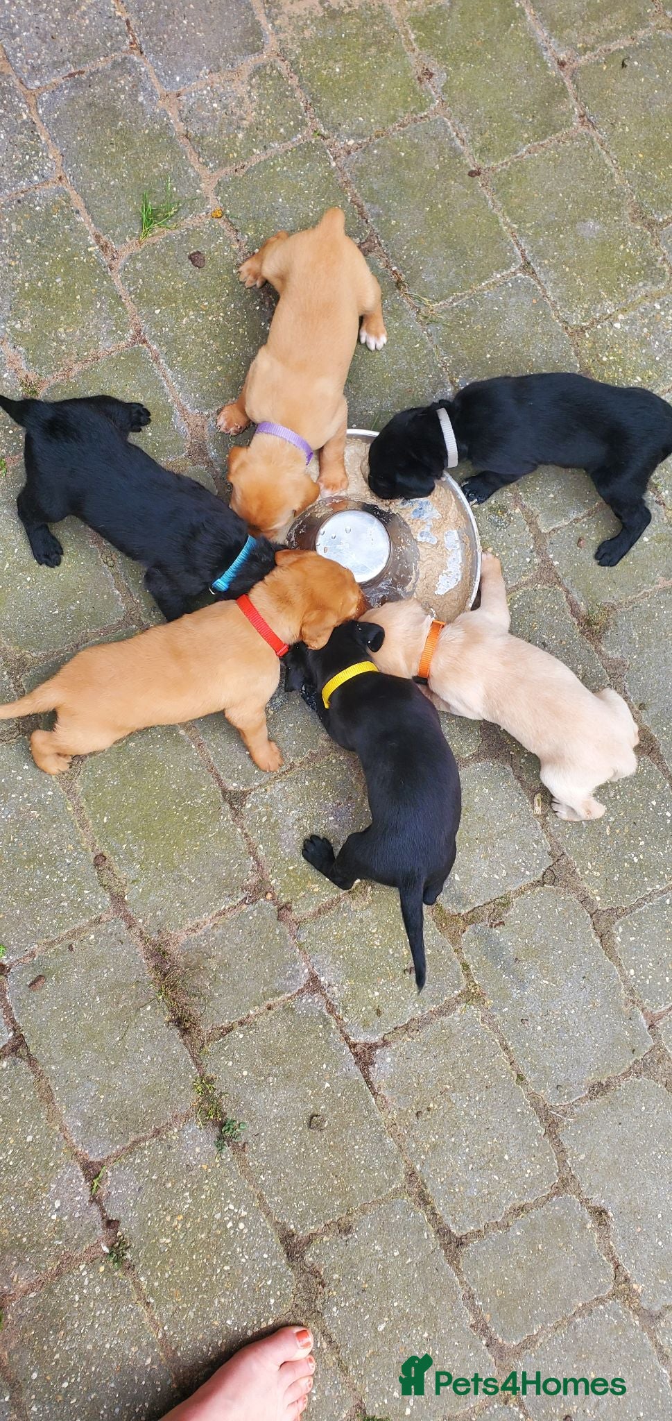 Springador dogs READY NOW Springador pups £850 - Advert 17