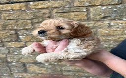 Cavachon dogs for sale: Cavapoochon puppies  - Image 17