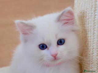 Ragdoll cats Beautiful Ragdoll Kittens - Advert 1
