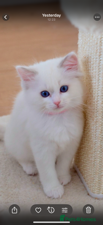 Ragdoll cats Beautiful Ragdoll Kittens - Advert 2