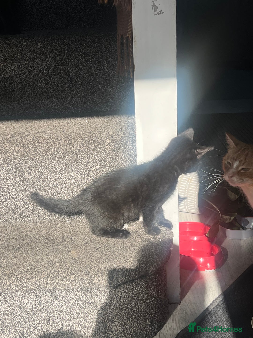 Domestic Shorthair cats for sale: Beautiful kittens looking for forever homes🩷💙🐾 - Image 16
