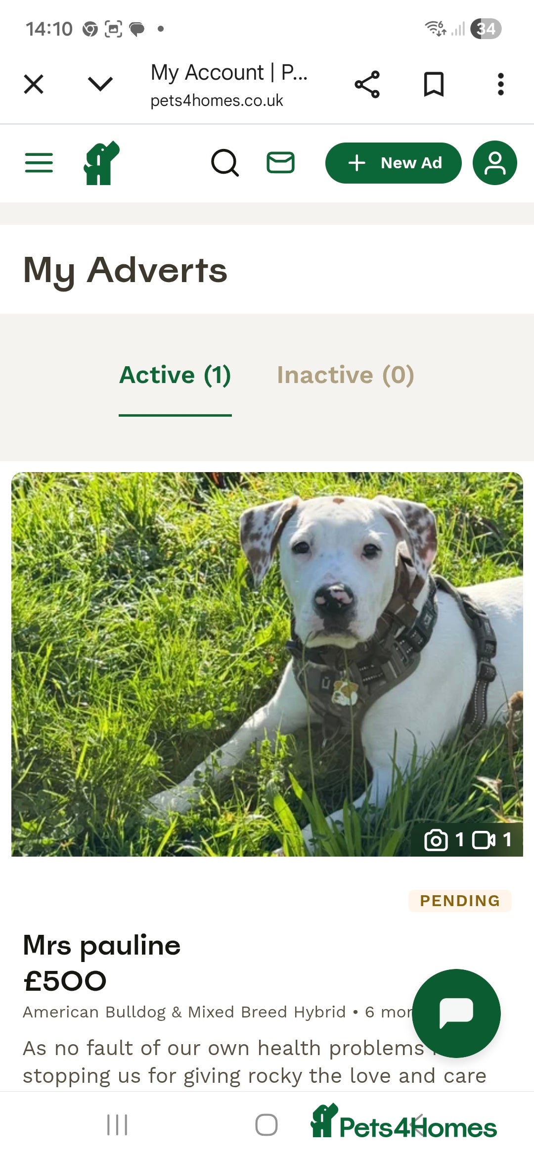 English Bulldog dogs for sale: Dogs  - Advert 3