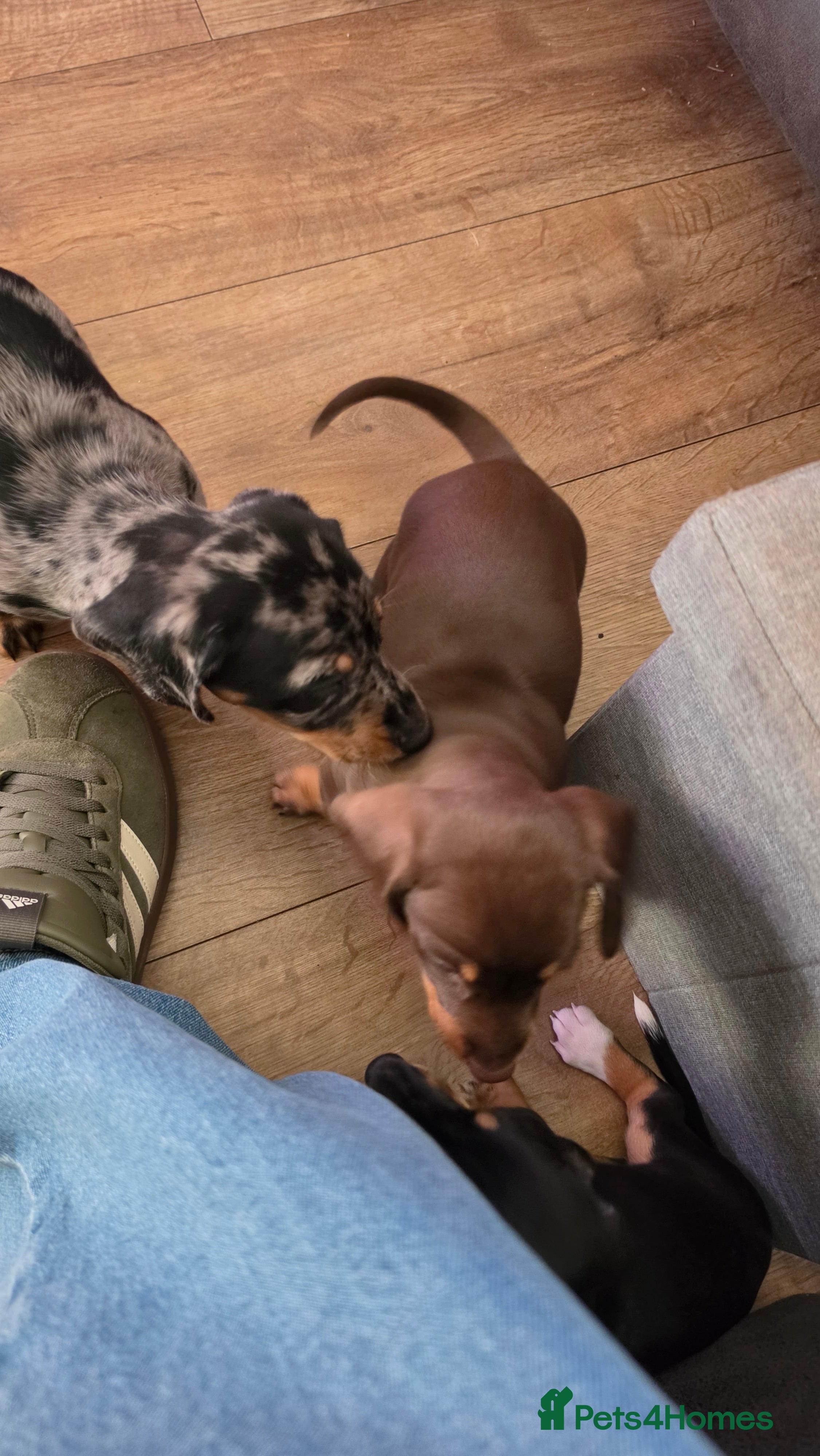 Miniature Dachshund dogs Miniature dashhound  - Advert 2