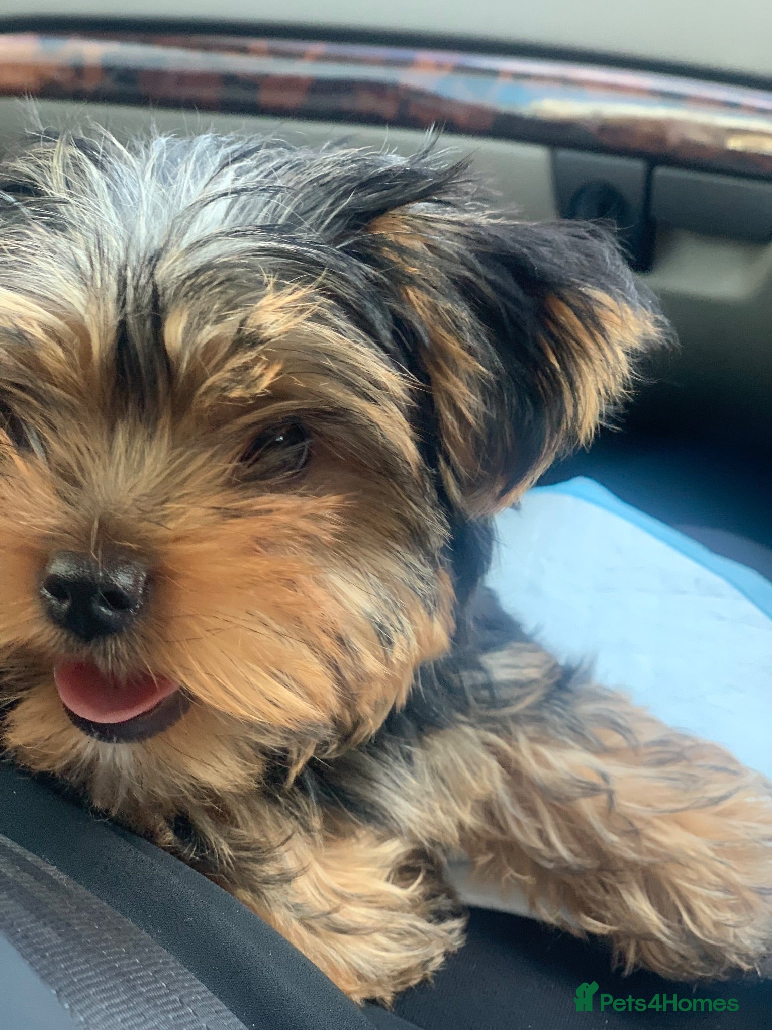 Yorkshire Terrier dogs Mini puppy Yorkshire terrier  - Advert 16