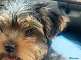 Yorkshire Terrier dogs Mini puppy Yorkshire terrier - Advert 16
