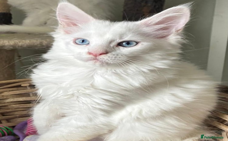 Maine Coon cats - Advert 6