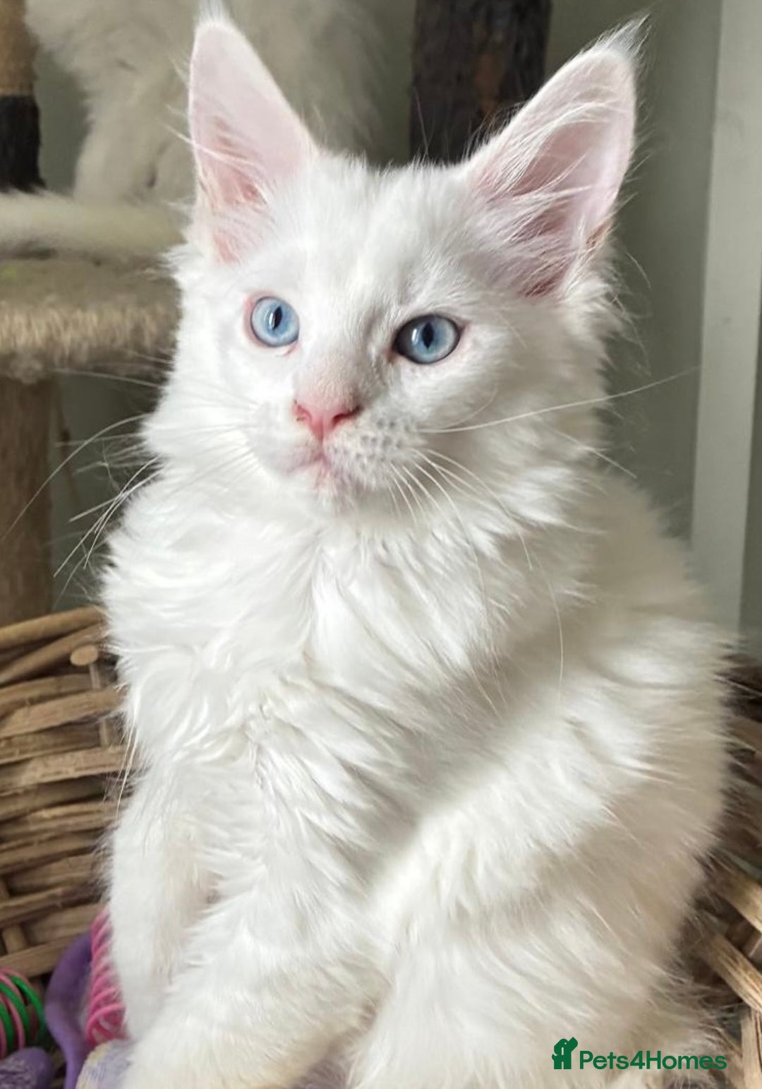 Maine Coon cats for sale: Purebred GCCF Maine Coon kittens - Image 1