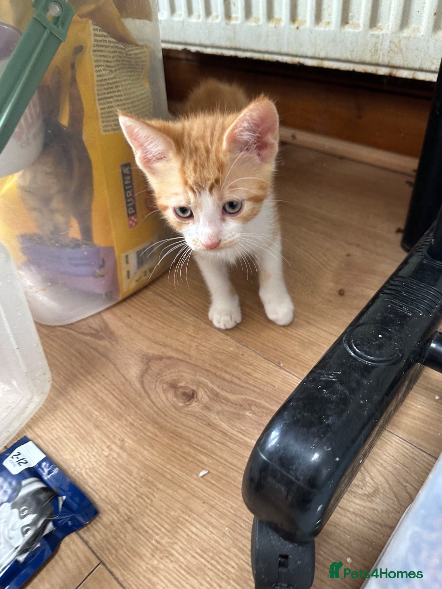 Domestic Shorthair cats cute Kittens Looking for Their Forever Homes 🐾 - Advert 18
