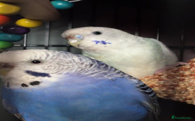 Budgerigars birds - Advert 1