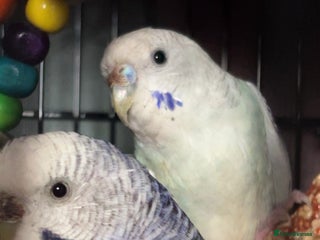 Budgerigars birds for sale - Advert 1