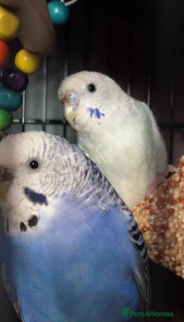 Budgerigars birds - Advert 1