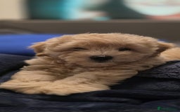 Mixed Breed dogs for sale: Lovely Cotton noodle male - Advert 3