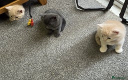 Bengal cats for sale: Bengal Mixed Litter - 2 Ginger & 1 Blue/Grey - Image 6