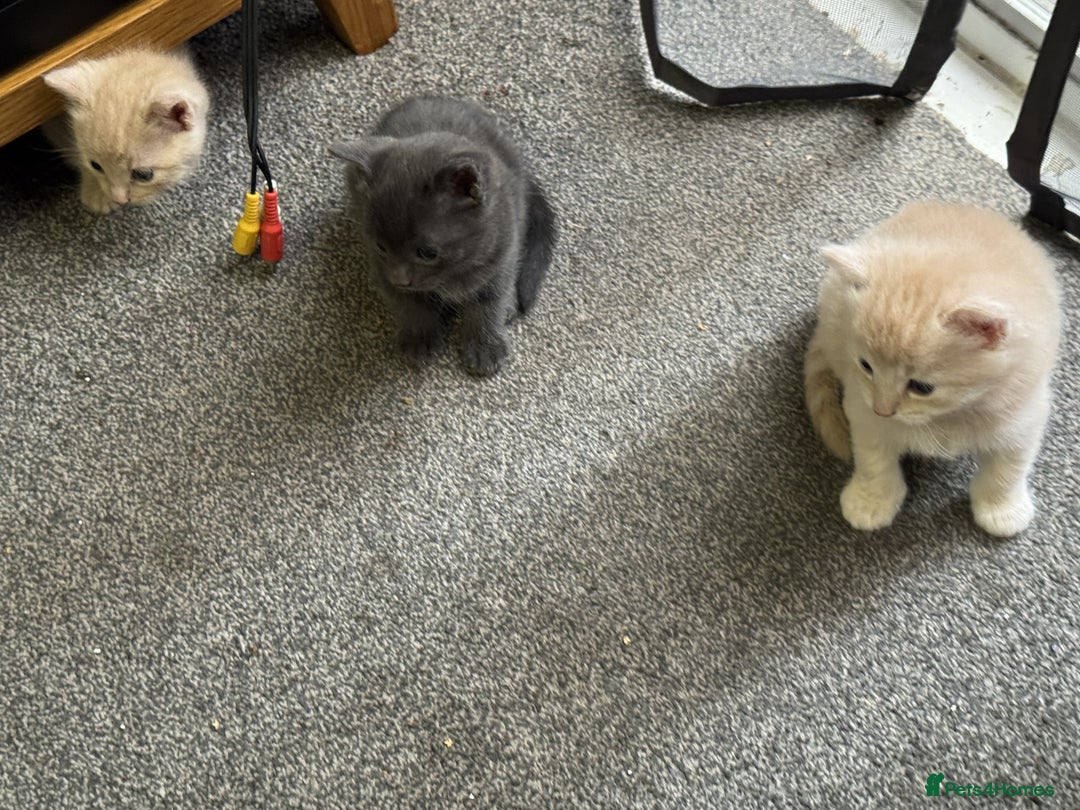 Bengal cats for sale: Bengal Mixed Litter - 2 Ginger & 1 Blue/Grey - Image 6