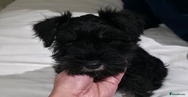 Miniature Schnauzer dogs - Advert 8