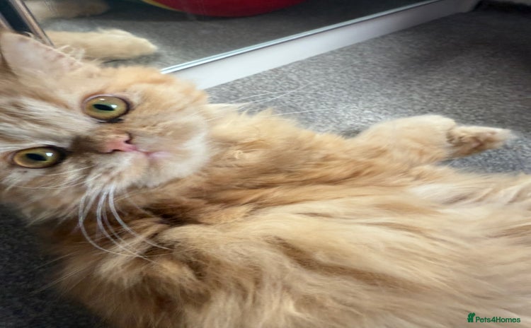Persian cats in London - Advert 14