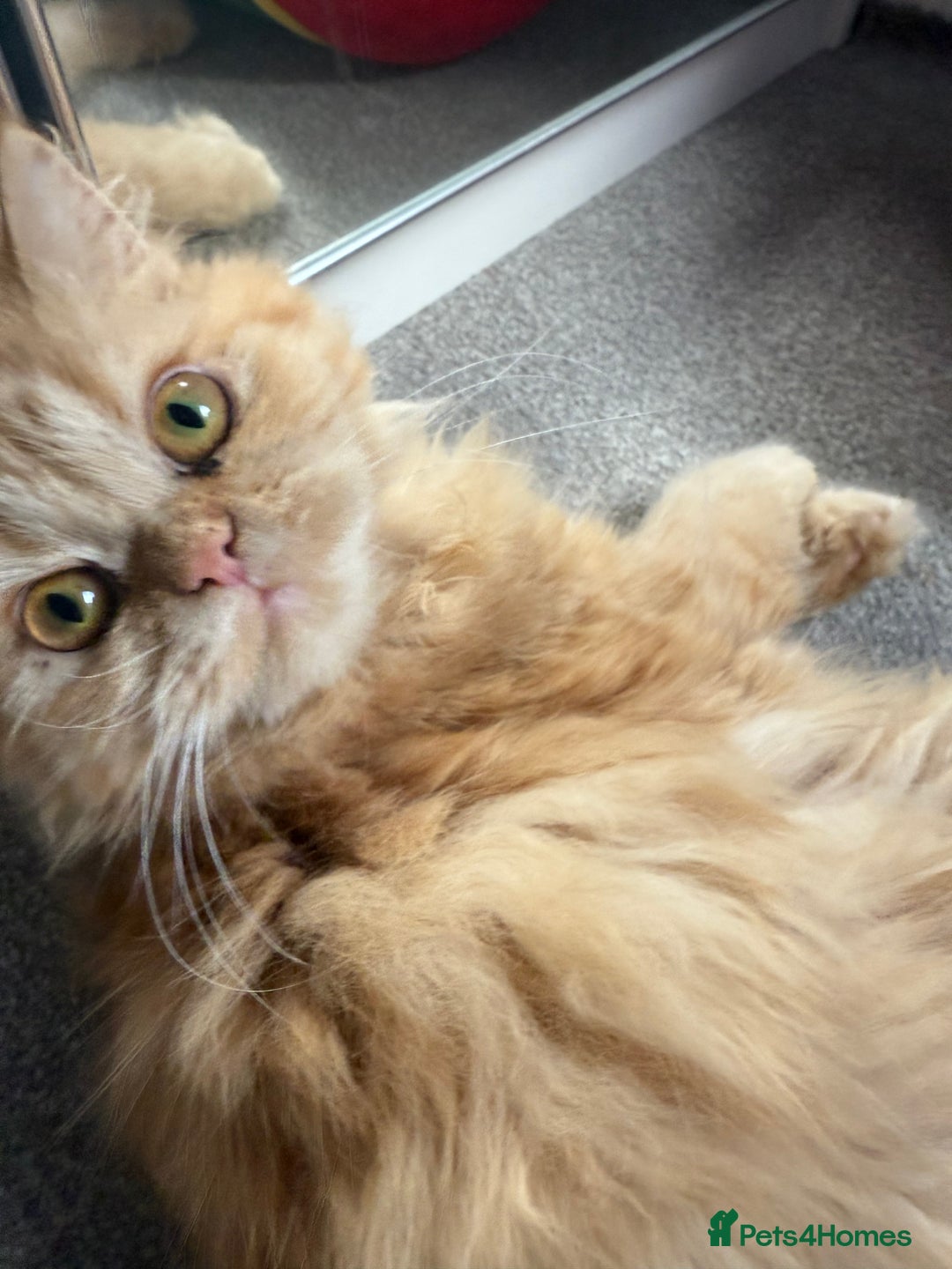 Persian cats for sale: Persian  gorgeous kitten(1 girl) in London - Image 2