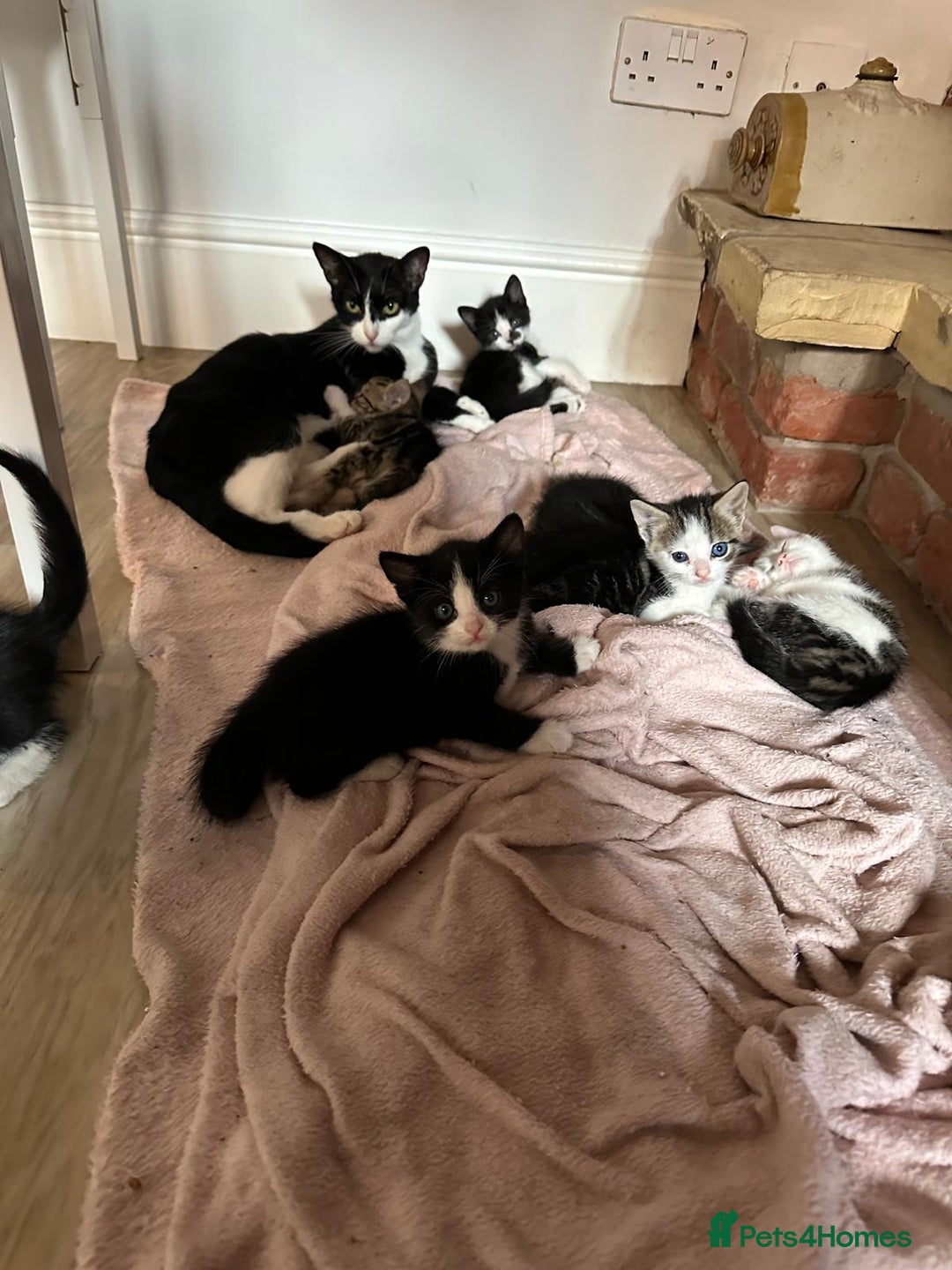 British Shorthair cats for sale: mixed tabby, black and white kittens  - Image 14