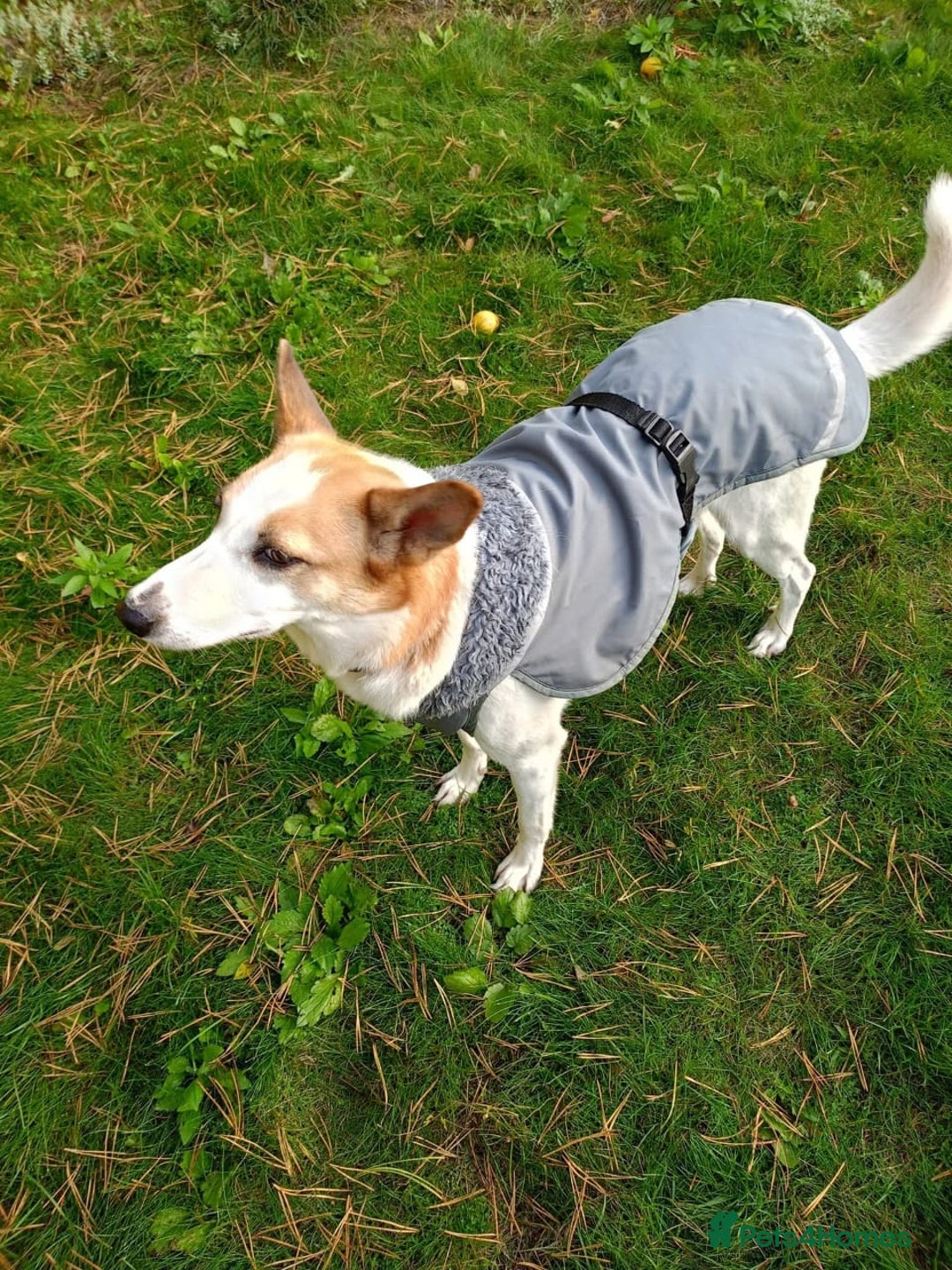 Mixed Breed dogs for adoption: 💖🐶 ALAYA 🐶💖 - Image 11