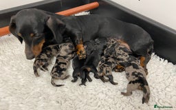 Miniature Dachshund dogs for sale: Miniature Dachshund Smooth Puppies KC Reg - Image 8