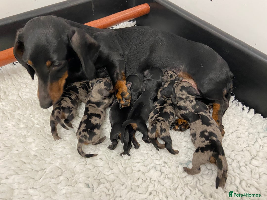 Miniature Dachshund dogs for sale: Miniature Dachshund Smooth Puppies KC Reg - Image 8