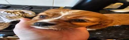 Cavalier King Charles Spaniel dogs for sale: Beautiful cavalier king Charles spaniel puppies  - Advert 30