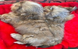 Shih Tzu dogs for sale: Shih Tzu KARASHISHI Line Two Boys Left Green Eyes - Advert 6