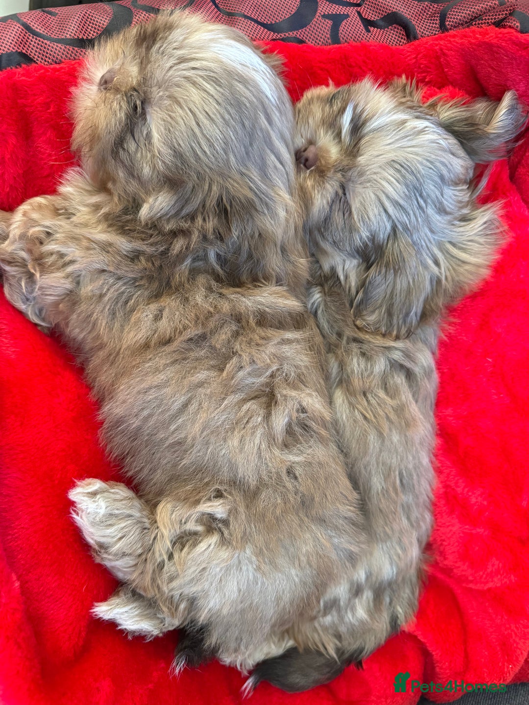 Shih Tzu dogs for sale: Shih Tzu KARASHISHI Line Two Boys Left Green Eyes - Advert 6
