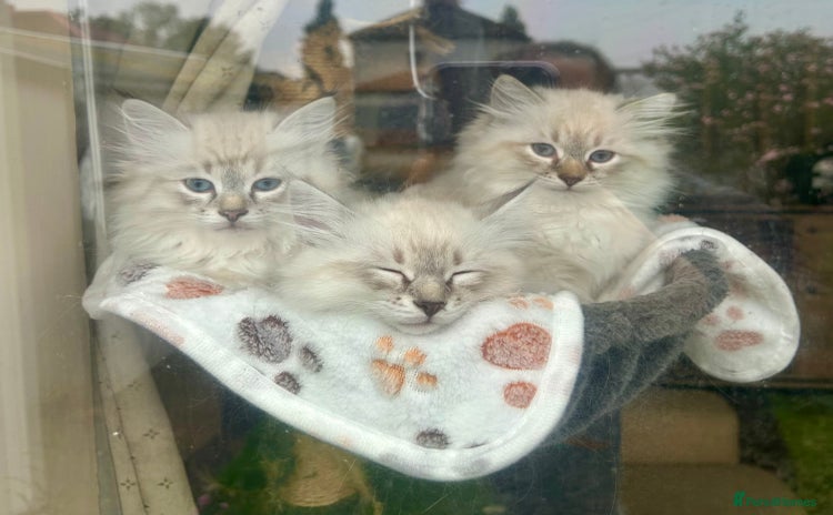 Siberian cats - Advert 3