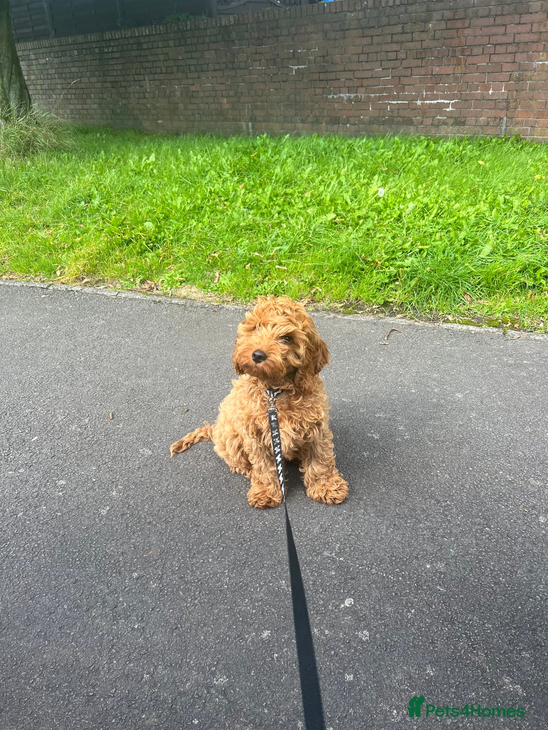 Cockapoo dogs for stud: 1 year old cockapoo for stud - Image 16