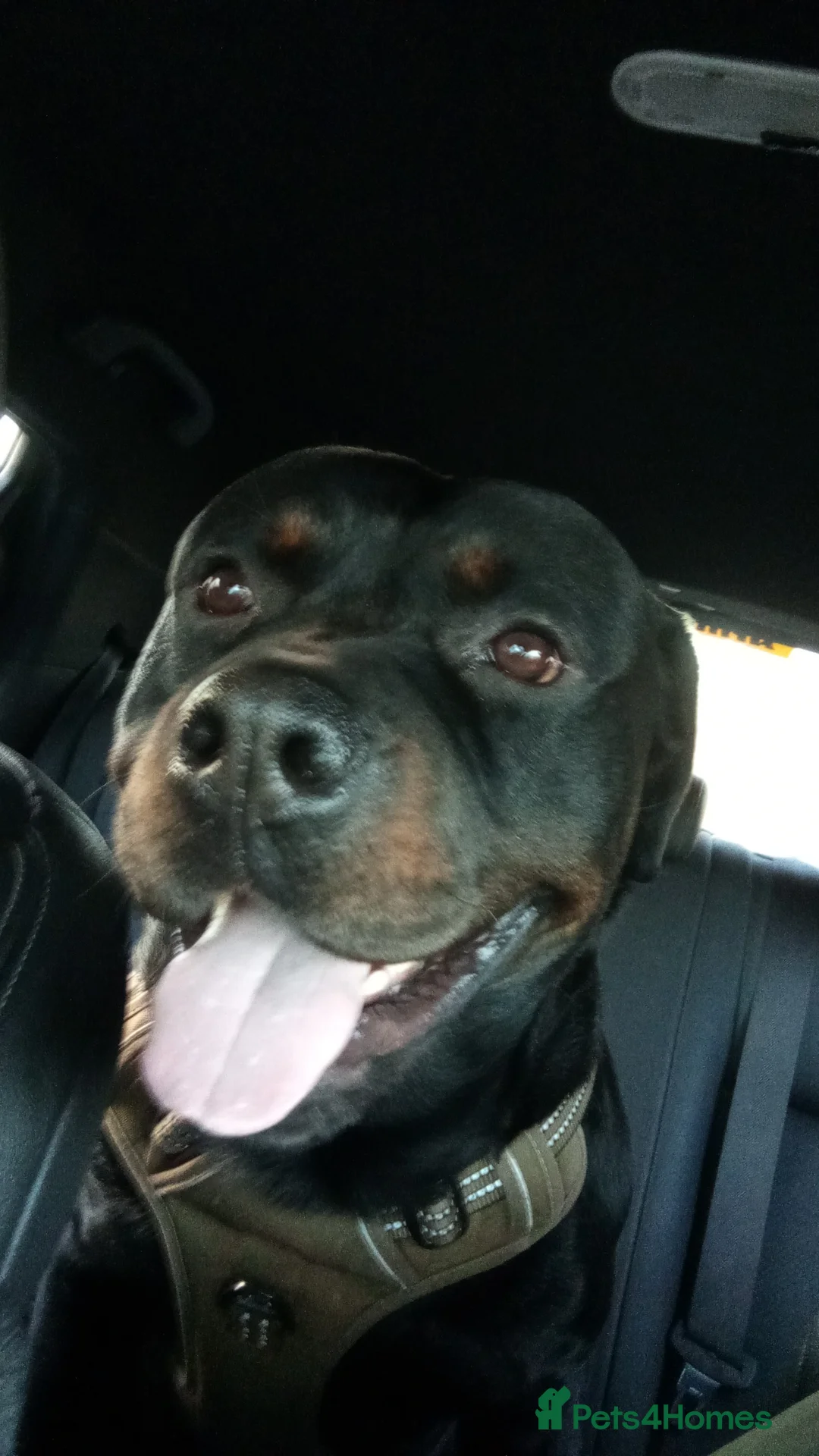 Rottweiler dogs for stud: Looking to stud my boy  - Advert 3