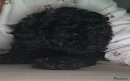 Toy Poodle dogs for sale:  Beautiful Tiny Toy Poodle Puppies  - Image 3