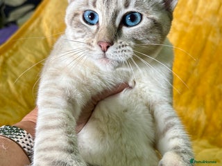 Keetso cats Superb polydactyl girl - Advert 1