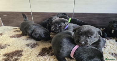 Mixed Breed dogs - Advert 2