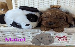 Cavapoo dogs for sale: Waiting List now open - DARK RED PREMIUM QUALITY - Image 24