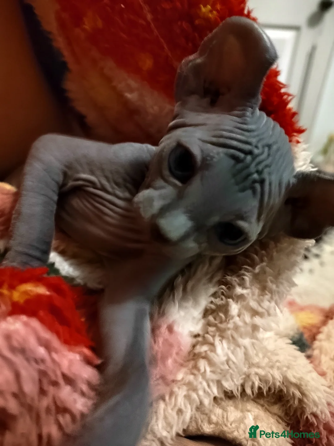 Sphynx cats for sale: Pair of Silver-Blue Elf Sphynx  - Advert 4