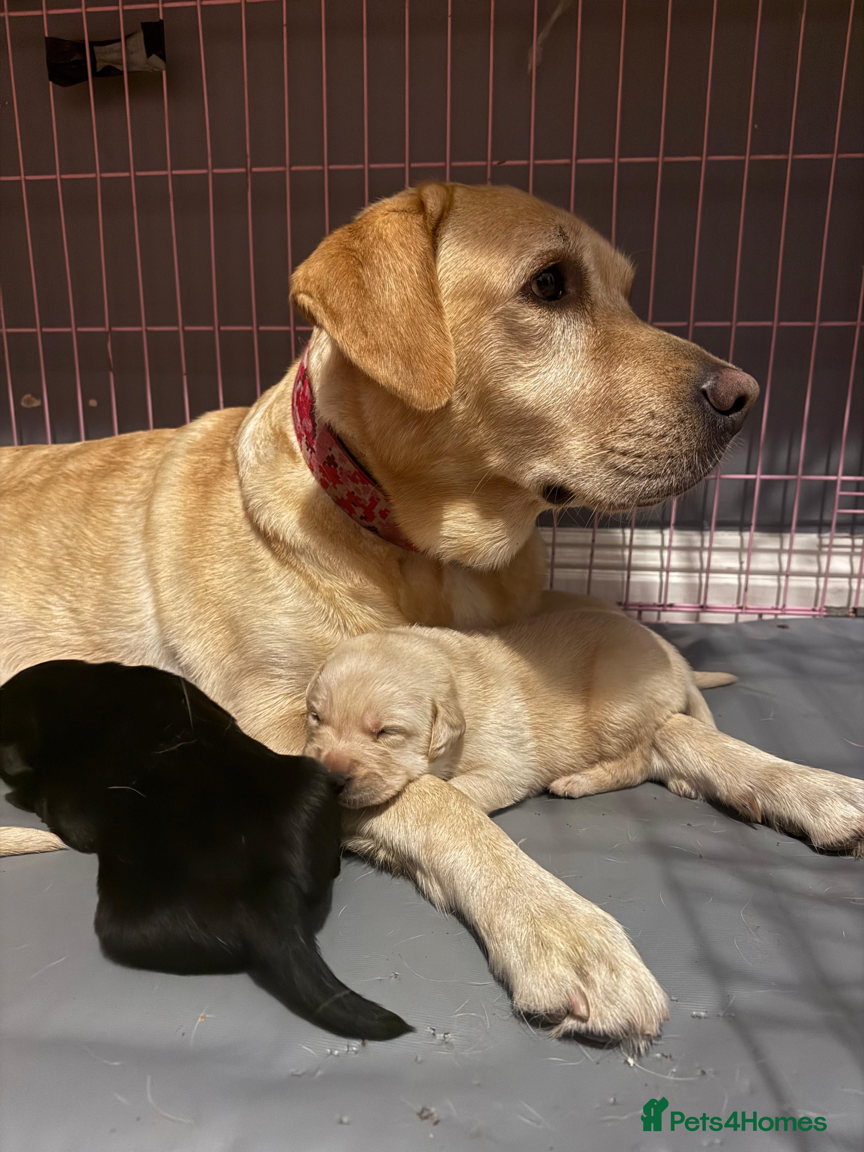 Labrador Retriever dogs Labrador retriever puppies  - Advert 2