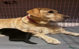 Labrador Retriever dogs for sale: Labrador retriever puppies  - Image 5