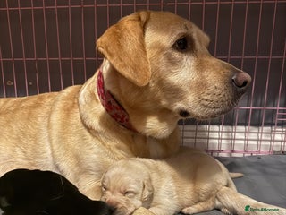 Labrador Retriever dogs - Advert 15