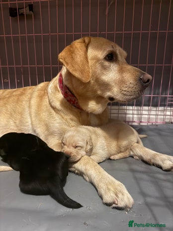 Labrador Retriever dogs - Advert 7