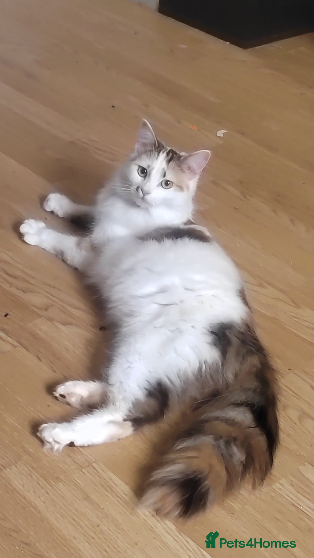 Maine Coon cats for sale: 3/4 Maine coon kittens  - Advert 10