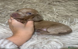 Miniature Dachshund dogs for sale: Perfecf kc true miniature dachshunds - Image 6