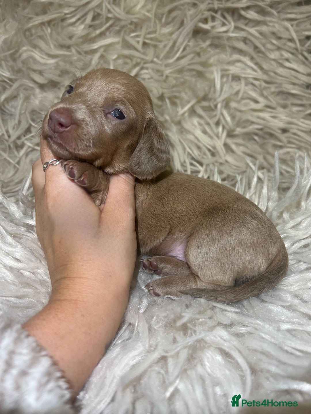 Miniature Dachshund dogs for sale: Perfecf kc true miniature dachshunds - Image 6